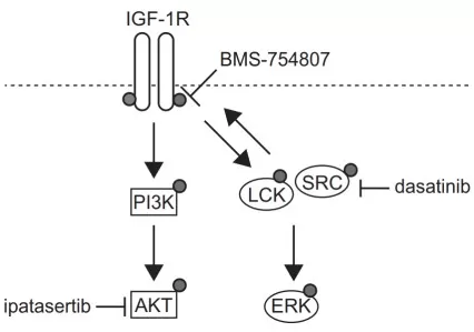 Potential targeting of the INSR/IGF-1R axis and the SFKs signaling